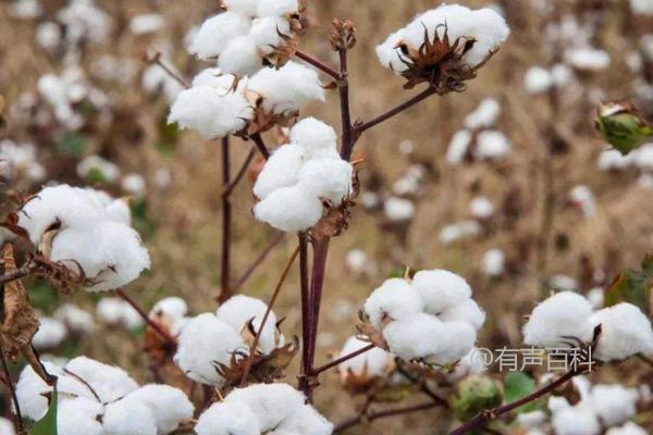 中生棉2号种植简介，4月底种植