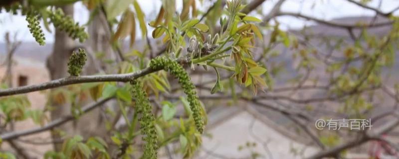 核桃的花期一般在几月，附核桃树的生长习性

- 核桃的花期主要在4月至5月间，视气候条件而定。核桃树为落叶乔木，生长适温为15-25摄氏度，喜阳光充足、排水良好的环境。果实成熟期一般在9月至10月。核桃树生长期需要充足的阳光和水分，土壤肥沃疏松有利于其生长