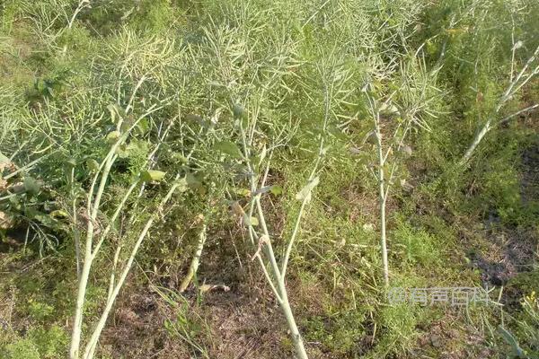 油菜倒伏的处理方法及技巧