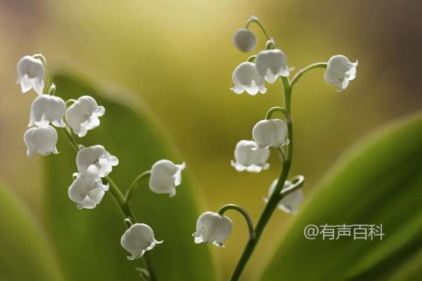 铃兰花有多少种颜色？