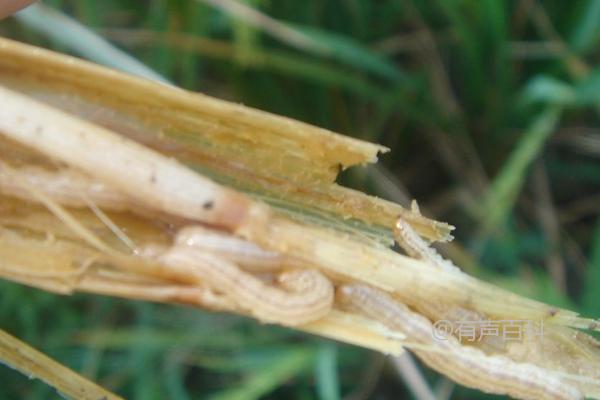 水稻褐边螟防治方法及春耕灌水对越冬幼虫的影响