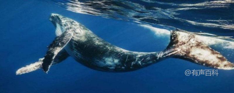 鲸鱼寿命揭秘：蓝鲸可活80年以上