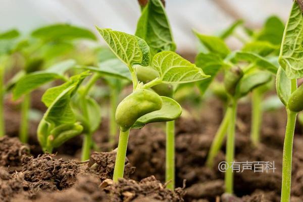 豆角是喜阳植物还是喜阴植物？详细解析豆角的生长习性