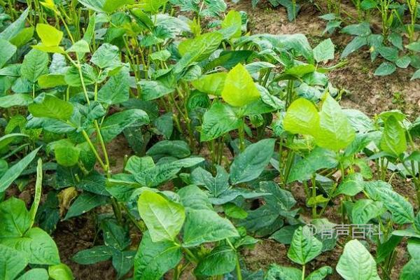 豆角是喜阳植物还是喜阴植物？详细解析豆角的生长习性