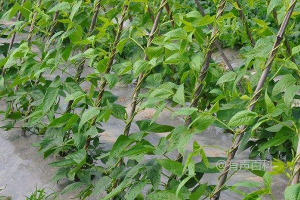 豆角是喜阳植物还是喜阴植物？详细解析豆角的生长习性