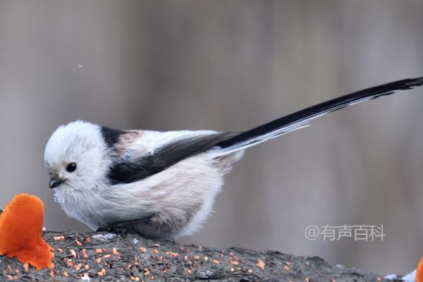 如何正确饲养银喉长尾山雀，最佳饲料选择包括蝗虫、蝉虫和面粉虫