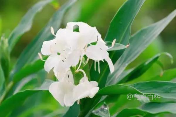 姜花花语及象征意义，花语是将美好留存永久在心底