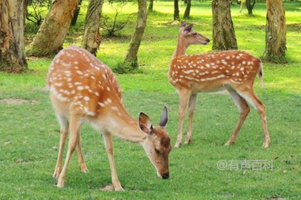 梅花鹿养殖技术：草地资源丰富向阳的养殖场选择