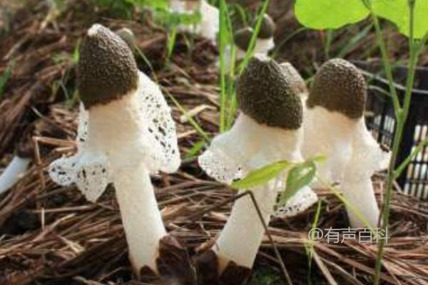 竹荪种植技术与栽培养料配方