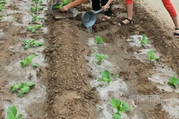 小白菜杀虫药有哪些种类？