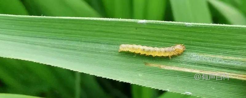 水稻红白线虫成虫特征及防治要点