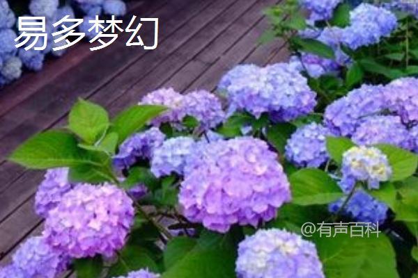 绣球花盆栽养护要点，每年翻盆换土一次