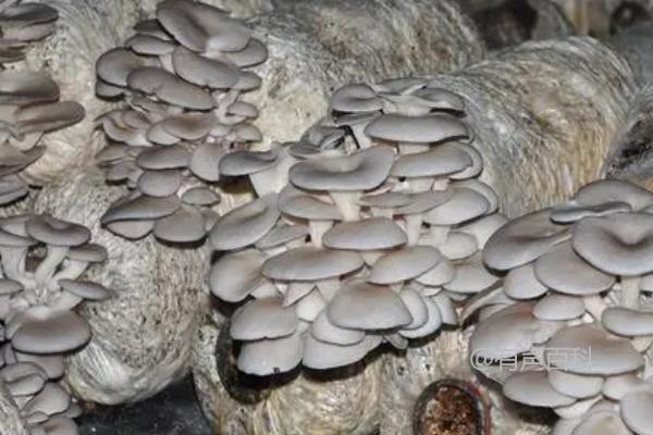 食用菌病虫害防治技术提升，栽培管理水平需加强