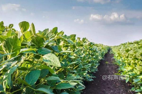 苏成2号大豆品种特点介绍及适宜播种时间