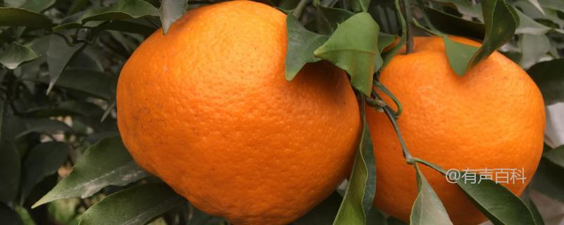 柑橘的产地和成熟时间是在什么时间？
