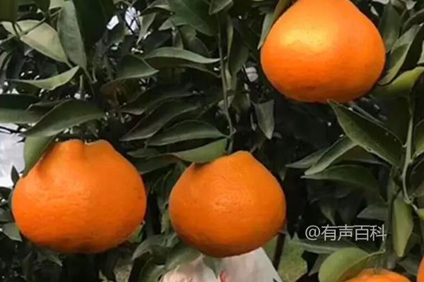 柑橘的产地和成熟时间是在什么时间？
