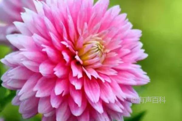 菊花是一年生还是多年生？特点及栽培技巧