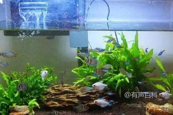 新鱼到家后多久需要换水？合缸时需要注意消毒和过温吗