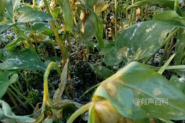 空心菜常见病害及防治方法：炭疽病、根腐病、褐斑病防治