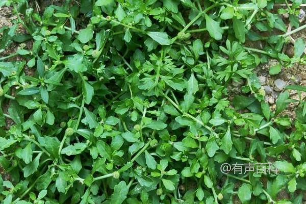 鹅不食草长什么样？叶互生无柄特征介绍