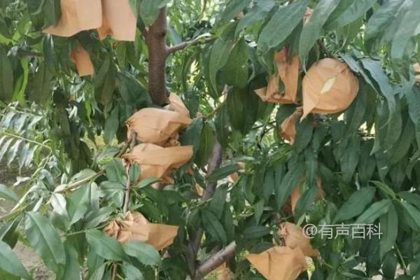 防治针蜂的长效药品