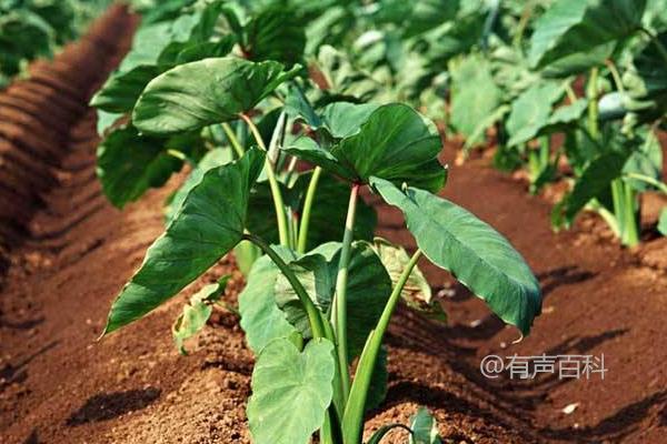 香芋种植技巧，出苗后的遮阳注意事项