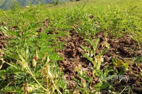 黄芪种子的种植方法和最佳播种时间