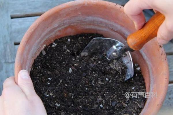 君子兰种植技巧，白天需将花盆放在阳光充足的位置