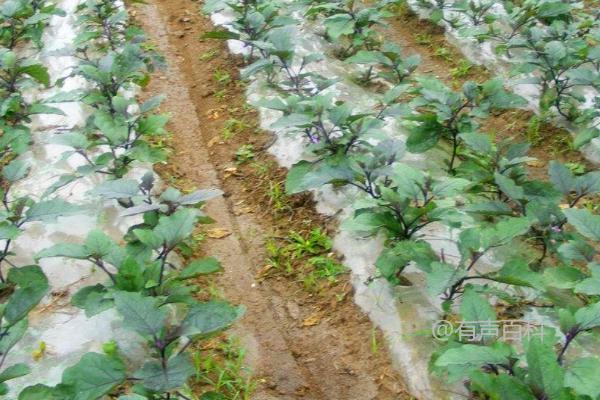 浇水技巧，茄子定植后的浇水与追肥方法