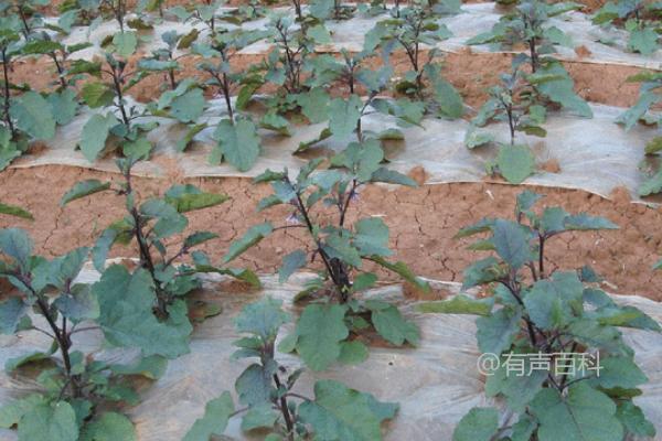 浇水技巧，茄子定植后的浇水与追肥方法