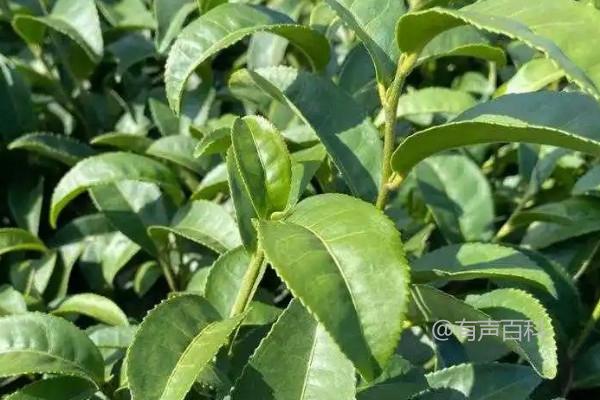 1. 澳洲茶树种植情况及操作步骤详解
2. 澳洲茶树在国内的种植现状及操作指南
3. 如何在国内进行澳洲茶树种植？种植步骤详解