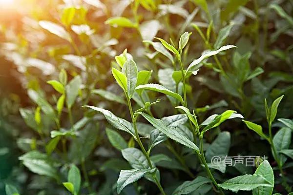 1. 澳洲茶树种植情况及操作步骤详解
2. 澳洲茶树在国内的种植现状及操作指南
3. 如何在国内进行澳洲茶树种植？种植步骤详解