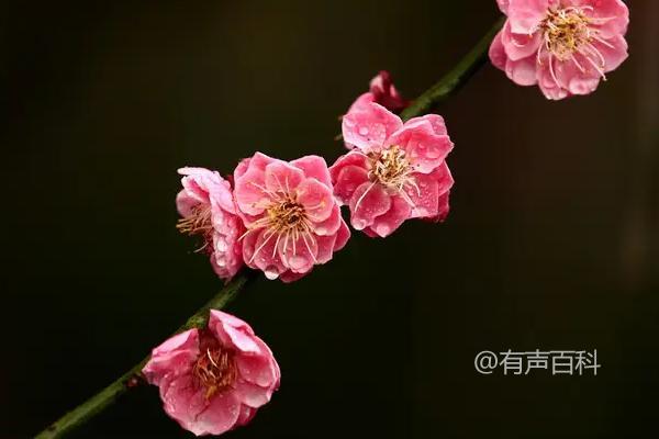 你希望了解梅花的寓意和象征在哪个方面？比如文化背景、历史意义还是具体的象征意义？