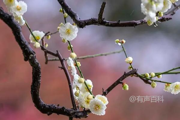 你希望了解梅花的寓意和象征在哪个方面？比如文化背景、历史意义还是具体的象征意义？