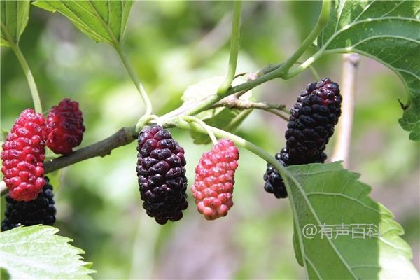 适合种植桑葚的地区和种植条件