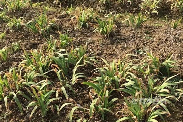 射干种植三年亩产量及种植技术解析