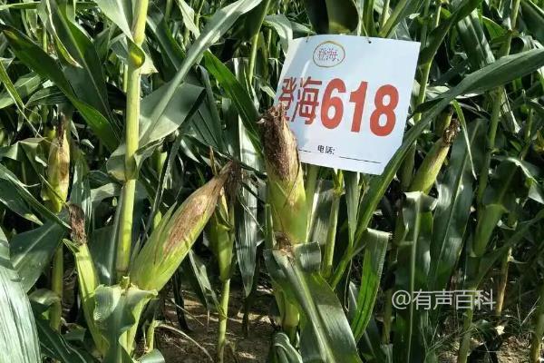 登海618玉米种的特性特征及产量表现