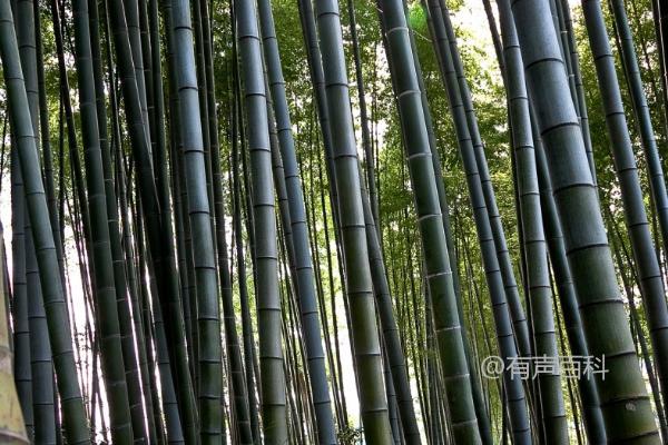 竹子属于什么科属植物，禾本科竹亚科的植物——详解