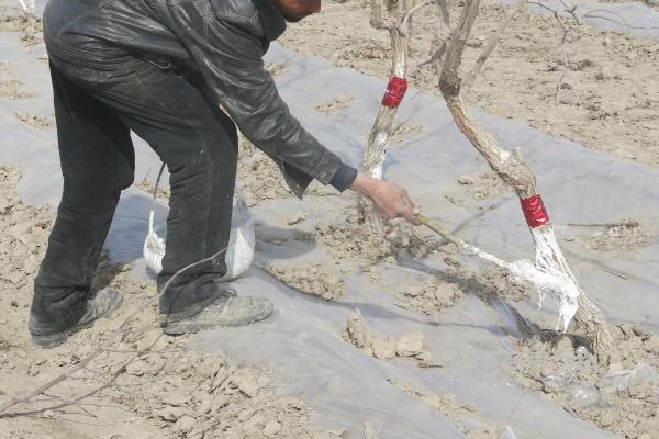 氨基酸液肥涂抹果树的好处及增强果树抗逆性效果