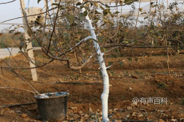 氨基酸液肥涂抹果树的好处及增强果树抗逆性效果