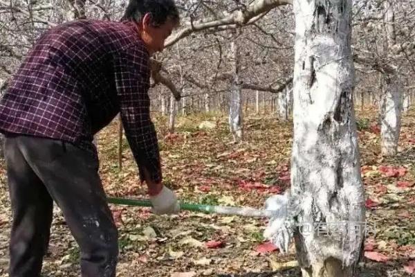 氨基酸液肥涂抹果树的好处及增强果树抗逆性效果