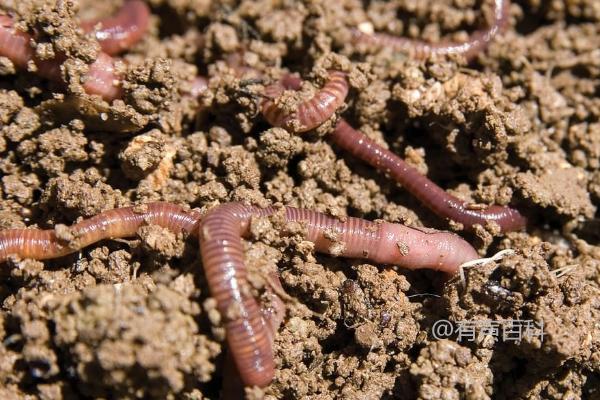 钓鲫鱼的最佳饵料有哪些？推荐蚯蚓、红虫、麦粒等