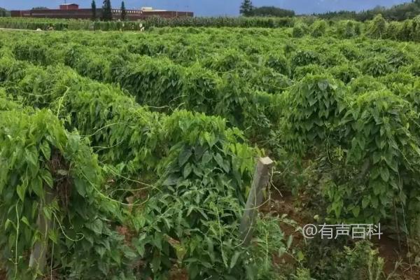 山药畸形形成的原因，土壤异物或过量施肥都可能导致