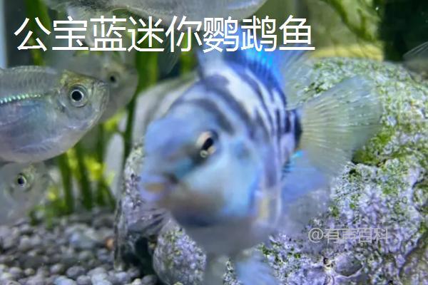 如何分辨宝蓝迷你鹦鹉鱼的公母：颜色、性格、鱼鳍和生殖孔的特征辨别