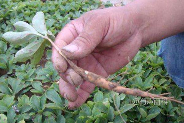 白芍种植技巧，探讨根状和种子繁殖