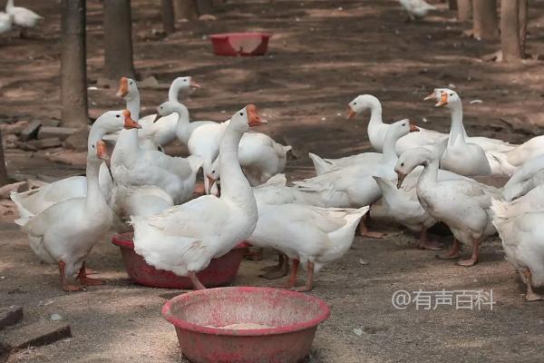 土霉素用于治疗鹅的哪些疾病？