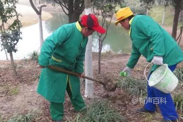 夏季苗木管理：如何利用稻草进行遮阳降温