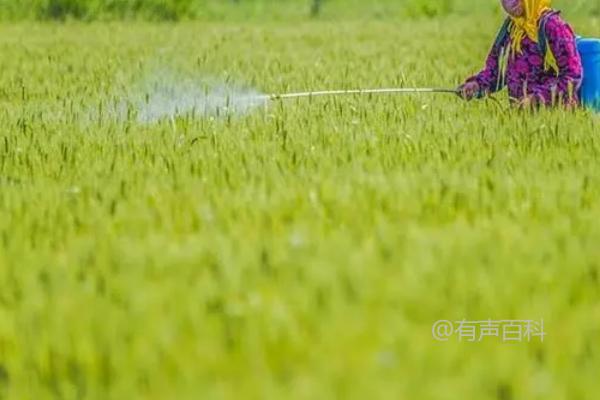 三唑类药剂的科学应用及适宜使用时间：病菌侵染初期的治疗