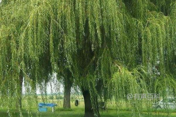 柳树开花时间及柳树药用价值