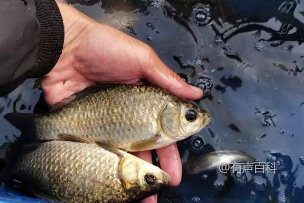 养鲫鱼的喂食方法：动物饲料和植物饲料均可